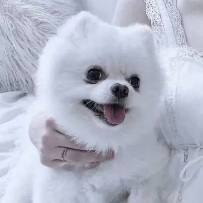 凤凰彩票APP下载