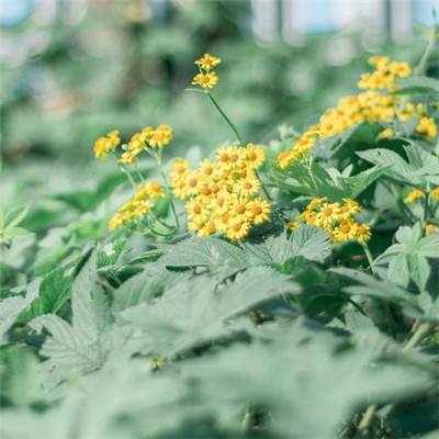 金沙乐娱场app下载